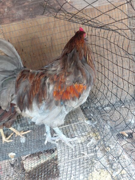 gallo Amaraucano