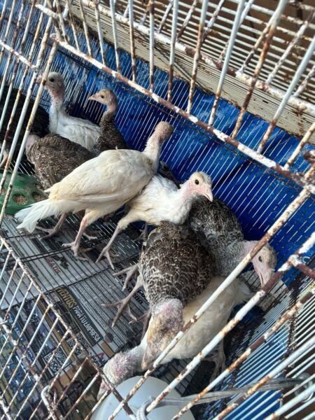 pavos