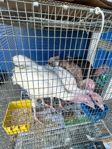pavos