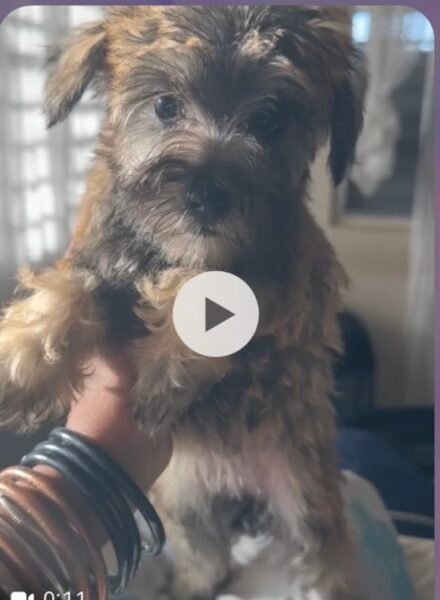 schnauzer mini