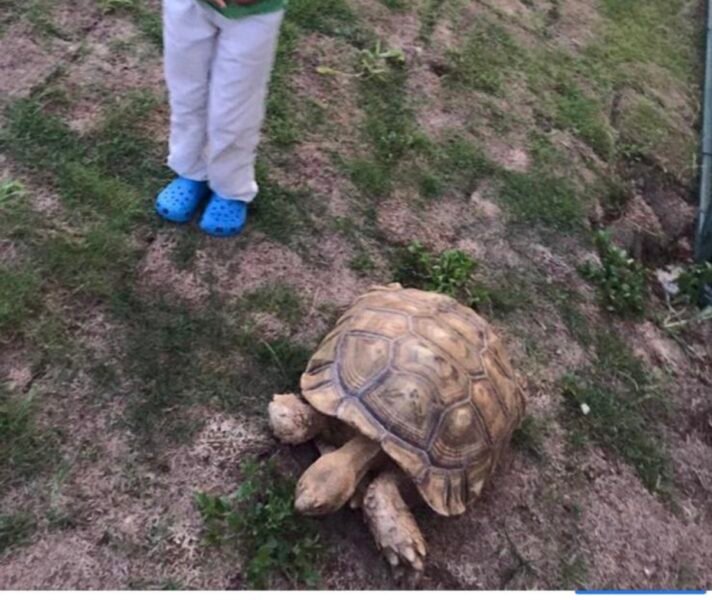 Sulcata