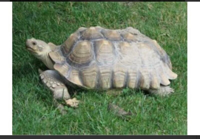 Sulcata