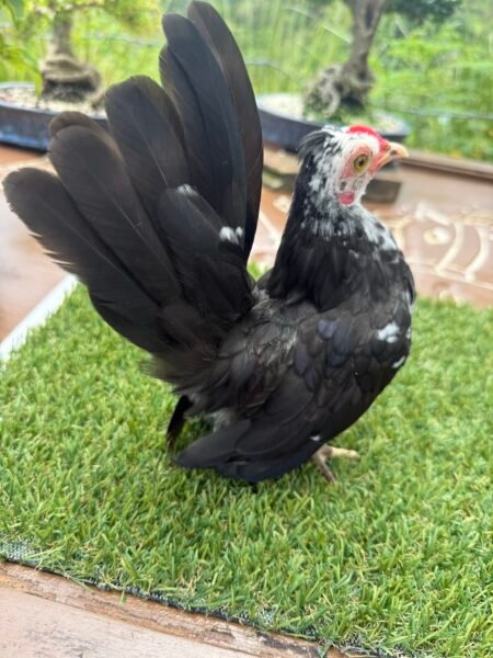 Pollo Panda Corto