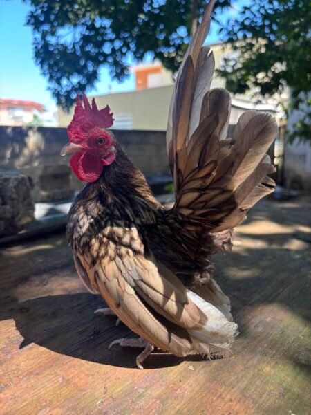 Serrucho pequeño de todo