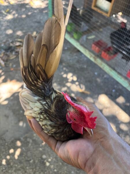 Serrucho pequeño de todo