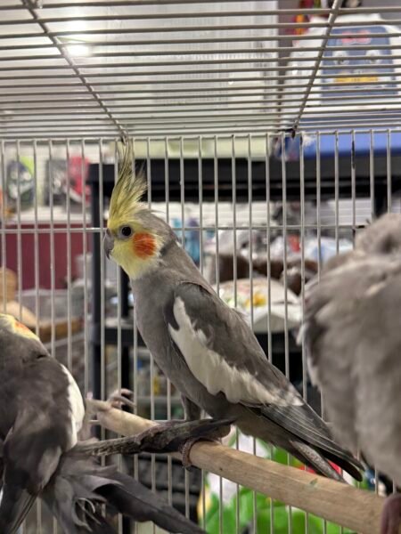 Cockatieles