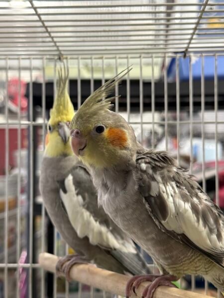 Cockatieles