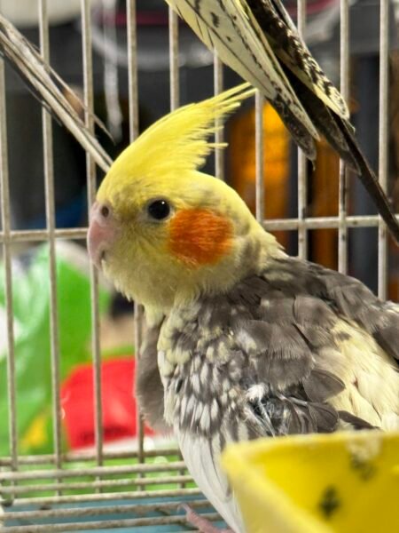 Cockatieles