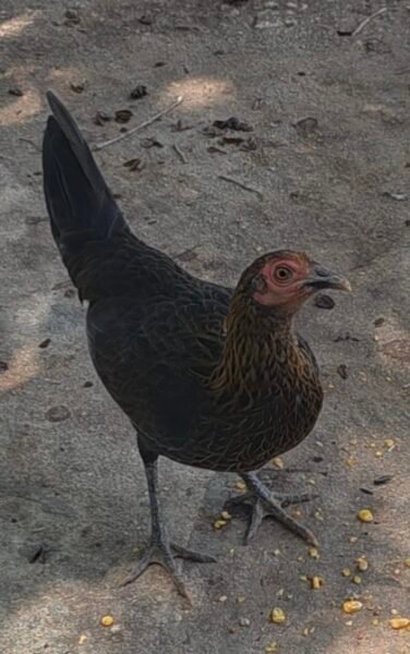 Rozona Negra pollona