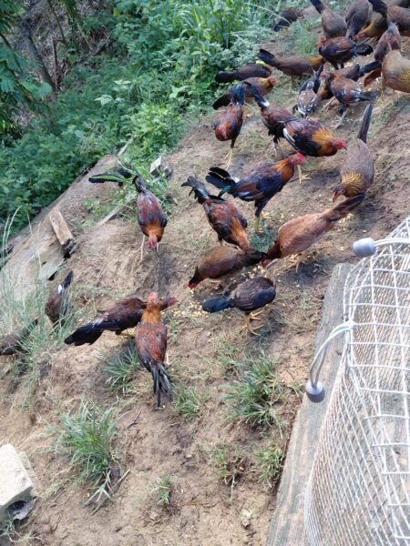 13 pollos para desarrollar