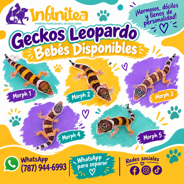 GECKOS LEONARDOS