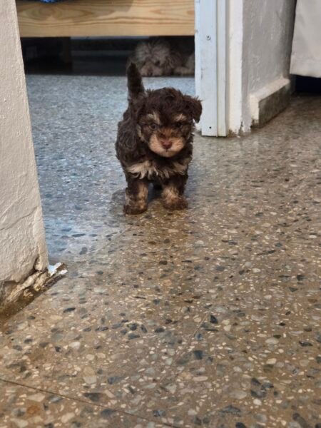 Toy Poodle