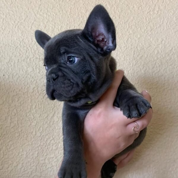 Cachorros de Bulldog Francés