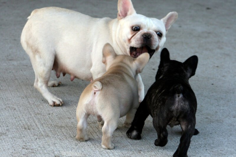 Cachorros de Bulldog Francés sociables y juguetones