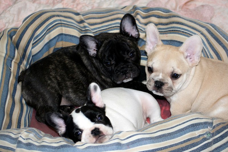 Cachorros de Bulldog Francés sociables y juguetones