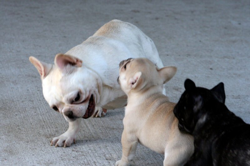 Cachorros de Bulldog Francés sociables y juguetones