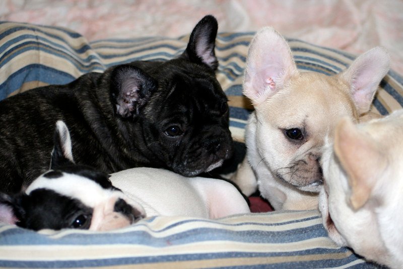 Cachorros de Bulldog Francés sociables y juguetones