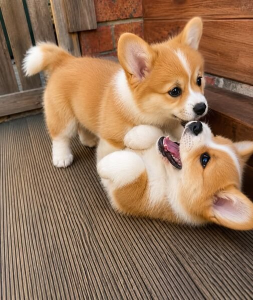 Cachorros de Corgi sociables y juguetones