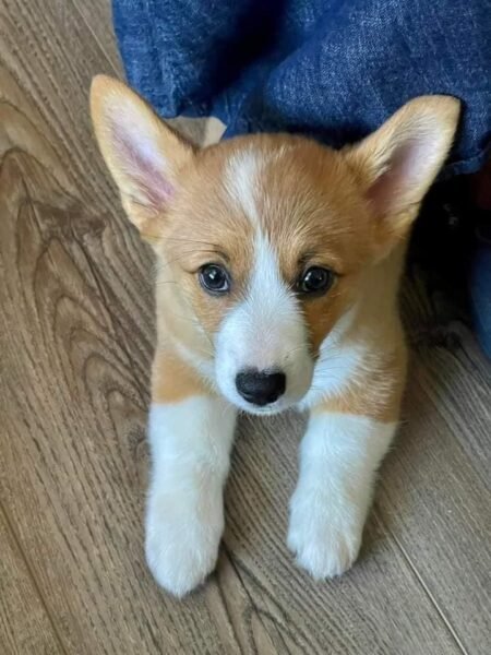 Cachorros de Corgi sociables y juguetones