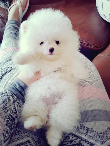 Cachorros de Pomerania de pura raza disponibles