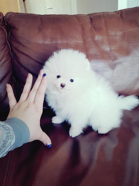 Cachorros de Pomerania de pura raza disponibles
