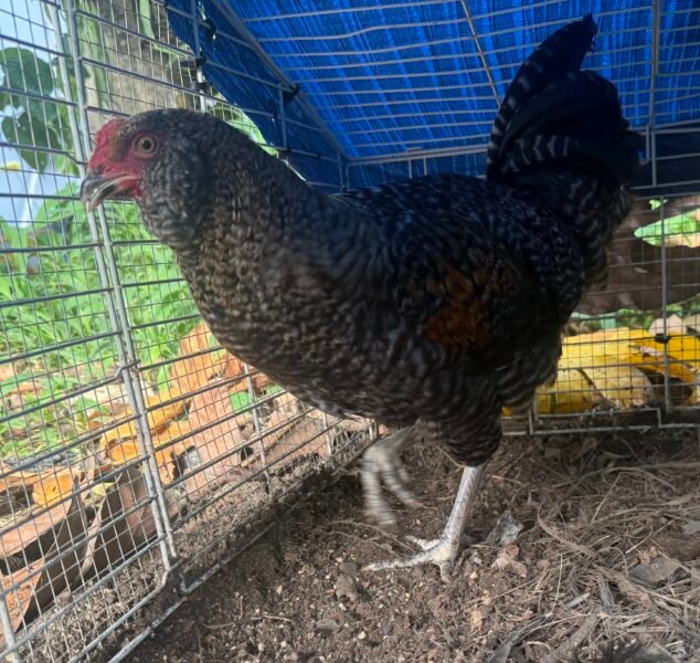 Gallo Easter Egger