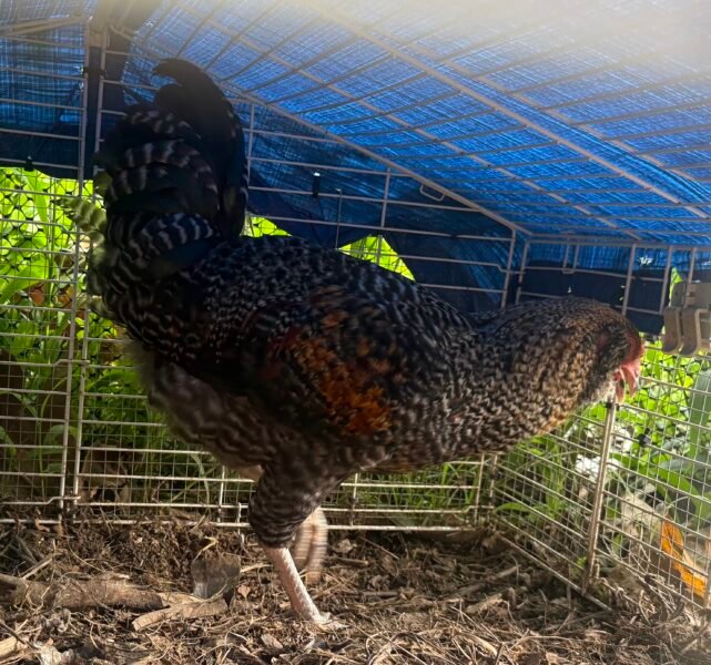 Gallo Easter Egger