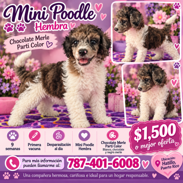 Mini Poodle